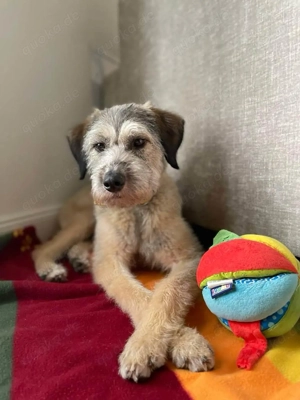 Süße Titza sucht ihr eigenes Körbchen Bild 10