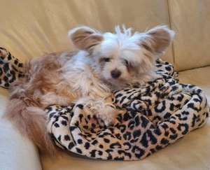 Simba auf PS 41379, klein, fröhlich und voller Lebensfreude