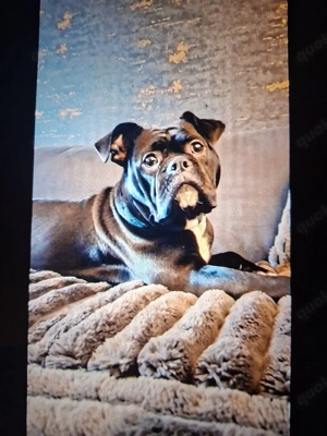 old Englisch Bulldogge Hündin sucht eine fam 