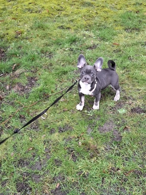 Retro Französische Bulldogge Welpe