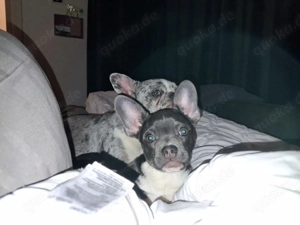 Retro Französische Bulldogge Welpe Hündin