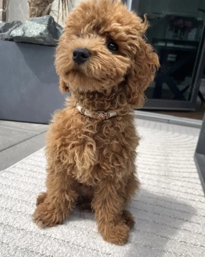 Maltipoo-Welpen Bild 4