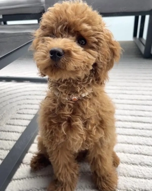 Maltipoo-Welpen Bild 5