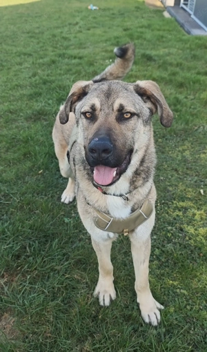 Elvis sucht seine Herzensmenschen  Bild 3