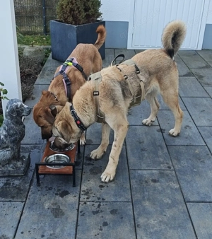 Elvis sucht seine Herzensmenschen  Bild 4