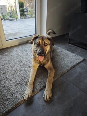 Elvis sucht seine Herzensmenschen  Bild 5
