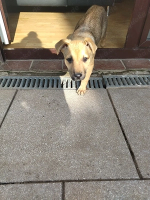 liebevolle Welpen abzugeben