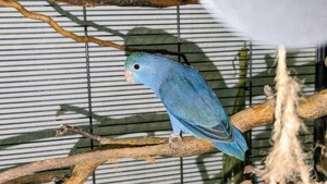 Sperlingspapageien Henne