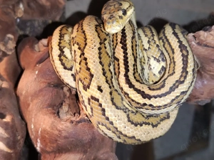 morelia spilota mcdowelli genetic stripe Männchen  Bild 2