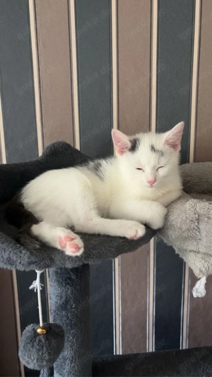 3 katzen babys abgzugeben  Bild 2