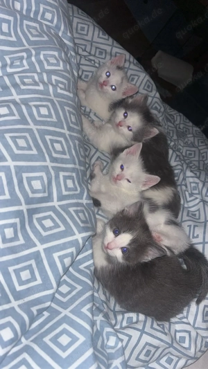 3 katzen babys abgzugeben  Bild 3