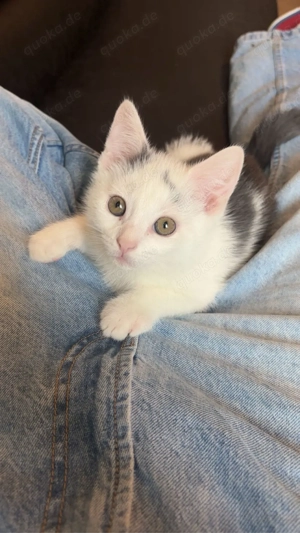 3 katzen babys abgzugeben  Bild 4