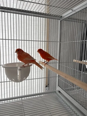 Rotes Kanarienvogel Paar