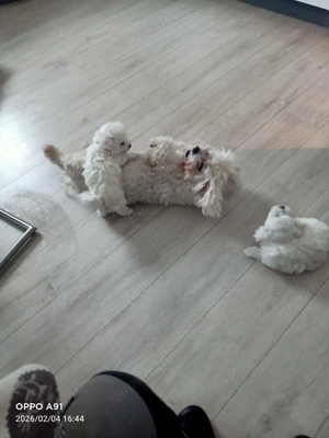 Bischon Malteser Frize