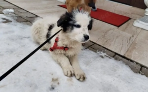 Schüchternes und sensibles Hundekind Ebbie  Bild 5