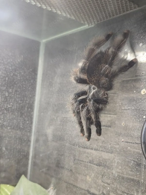 Verschiedene Vogelspinnen