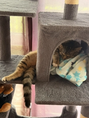 2 Katzen Mädchen 7 Monate nur in die besten Hände 