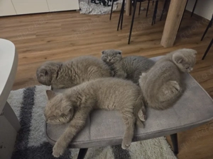 zwei Zuckersüße bkh Kitten  sucht eine liebevoll zu Hause 