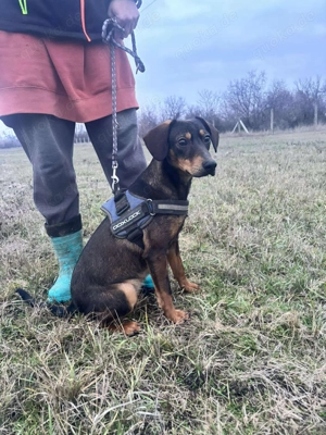 Kleiner Charmeur sucht Endzuhause Bild 8