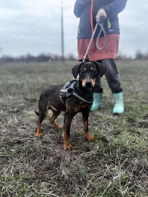 Kleiner Charmeur sucht Endzuhause