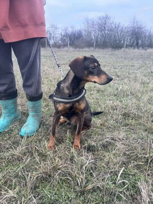 Kleiner Charmeur sucht Endzuhause Bild 10