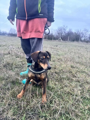 Kleiner Charmeur sucht Endzuhause Bild 9