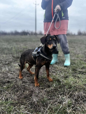 Kleiner Charmeur sucht Endzuhause Bild 14