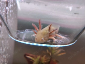 Einige Axolotls abzugeben