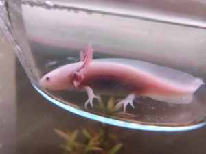 Einige Axolotls abzugeben