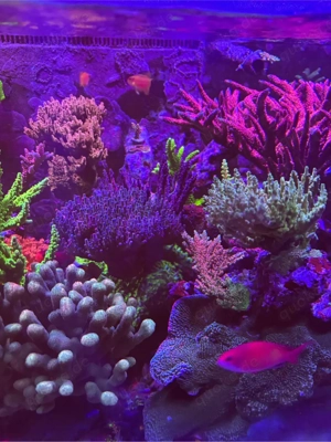 Acropora Fauna Marin Red Robin, Meerwasser, Acropora