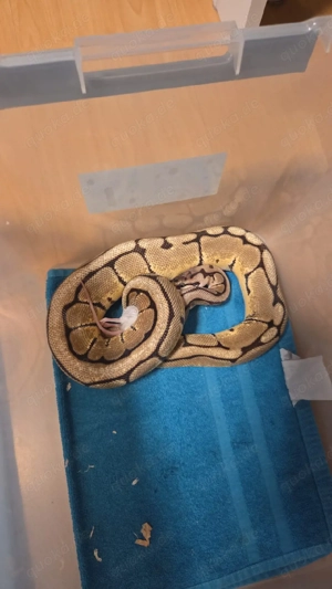    2 Königspython Damen mit Terrarium & komplettem Zubehör   500    Bild 2