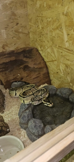    2 Königspython Damen mit Terrarium & komplettem Zubehör   500    Bild 5