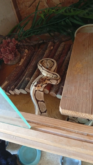   2 Königspython Damen mit Terrarium & komplettem Zubehör   500    Bild 4