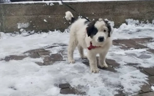 Lass dich von Kindra um die Pfote wickeln Bild 3