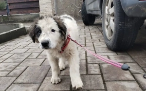 Lass dich von Kindra um die Pfote wickeln Bild 5