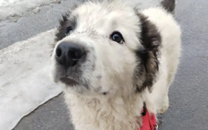 Lass dich von Kindra um die Pfote wickeln Bild 4