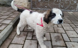 Lass dich von Kindra um die Pfote wickeln Bild 2