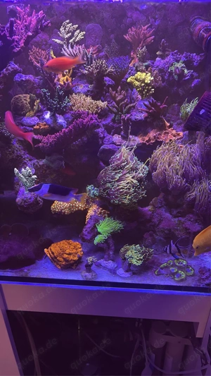 Torches, LPS, Meerwasser Bild 5