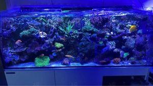 Torches, LPS, Meerwasser Bild 2