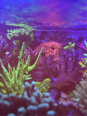 Torches, LPS, Meerwasser Bild 3