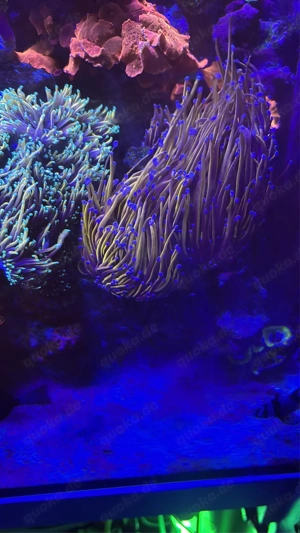 Torches, LPS, Meerwasser Bild 4