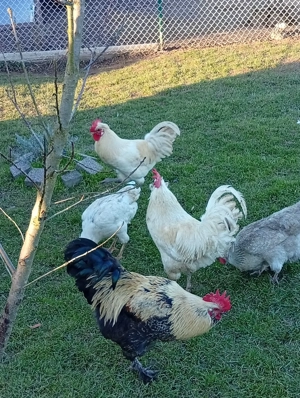 Lieber Hahn jung Hähne 8 25 9 25 