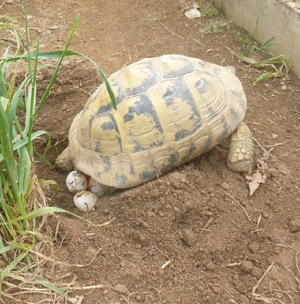 Griechische Landschildkröten  -  Testudo hermanni boettgeri Bild 6