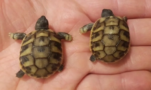 Griechische Landschildkröten  -  Testudo hermanni boettgeri Bild 4