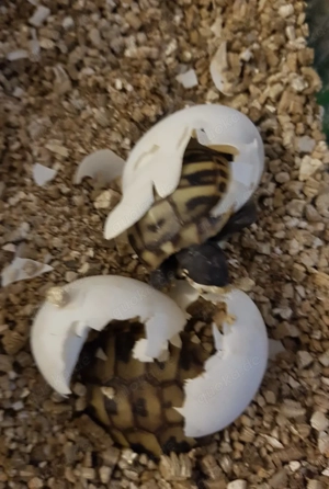 Griechische Landschildkröten  -  Testudo hermanni boettgeri Bild 8