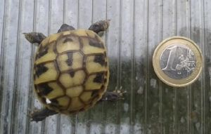 Griechische Landschildkröten  -  Testudo hermanni boettgeri Bild 5
