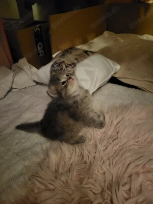 Süße Maine Coon Perserkitten suchen dich 