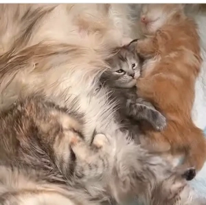 Bezaubernde Maine Coon Kitten suchen eine liebevolle Familie