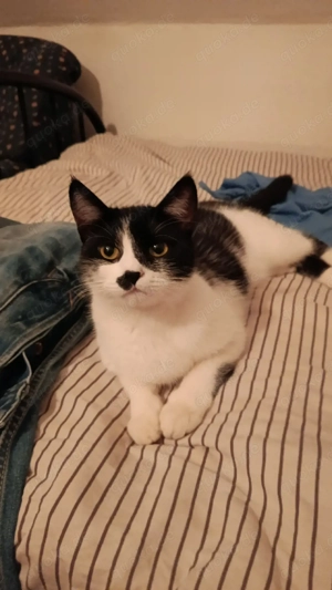 3 Katzen biete ich hier an