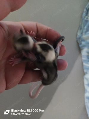 Sugar Glider Männchen Jungtiere Sonderfarbe 